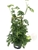 Swiss Cheese Plant Philodendron Adansonii  Houseplant, 8â€ Pot W/ Wooden Trellis