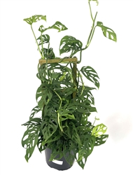 Swiss Cheese Plant Philodendron Adansonii  Houseplant, 8â€ Pot W/ Wooden Trellis