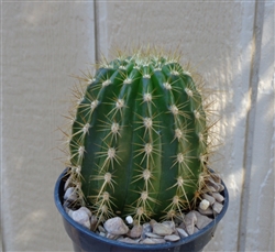 Torch Cactus-Trichocereus Grandiflorus