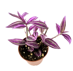 Tradescantia Pink Paradise Tradescantia Zebrina in 3â€ pots