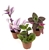 Tradescantia Trio 3 Pack Assorted Houseplants