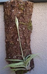14-15" Tree Bark Tile  Perfect for Mounting Air plants