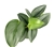Pothos Treubii Moonlight