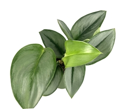 Pothos Treubii Moonlight