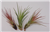 Tillandsia Tricolor Melanocrater Air Plants 5 Pack