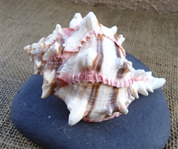 4" Tricolor Murex Shells