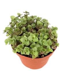 Tradescantia Turtle Vine Calissa Repens