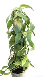 Vanilla Bean Orchid 20-24â€