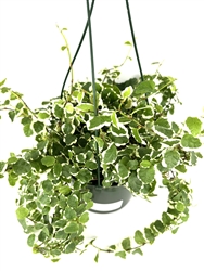 Variegated Creeping Fig Houseplants Ficus Pumila in 6" Hanging Pot