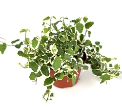 Variegated Creeping Fig, 4" Pot