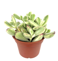 Variegated Cubs Paw Cluster-Cotyledon Ladismithiensis Variegata