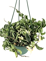 Variegated Hoya Hindu Rope