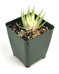 Variegated Zebra Haworthia-Haworthia Fasciata Variegata