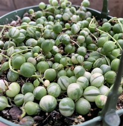 Variegated String of Pearls Succulents