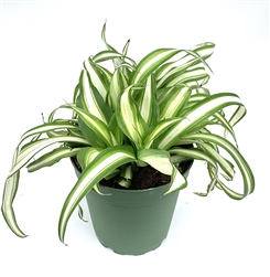 Variegated Spider Plant Chlorophytum Comosum