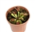 Venus Flytrap