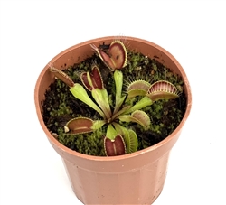 Venus Flytrap