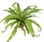 Victoria Bird Nest Fern Asplenium Antiquum Victoria, 6" Pot.
