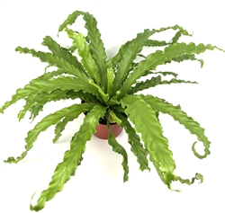 Victoria Bird Nest Fern Asplenium Antiquum Victoria, 6" Pot.