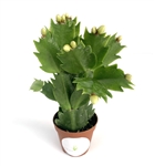 White Flower Holiday Cactus Schlumbergera Bridgesii 'Pandora'