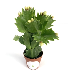 White Flower Holiday Cactus Schlumbergera Bridgesii 'Pandora'