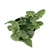 White Nerve Plant Fittonia,
