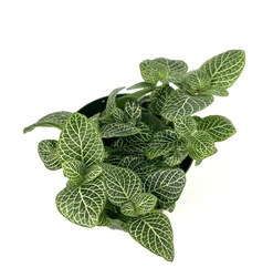 White Nerve Plant Fittonia,