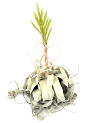 Tillandsia Xerographica XL 8"-12" Blooming