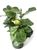X-Large Ficus Lyatra Bush Fiddle Leaf Fig, 10" Pot 2.5-3Ft Tal