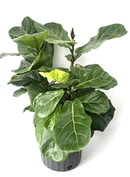 X-Large Ficus Lyatra Bush Fiddle Leaf Fig, 10" Pot 2.5-3Ft Tal