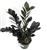 Raven ZZ Plant Low Maintenance Houseplant Large 2-3 FT Tall, 6" Pot.