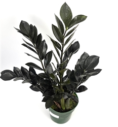 Raven ZZ Plant Low Maintenance Houseplant Large 2-3 FT Tall, 6" Pot.